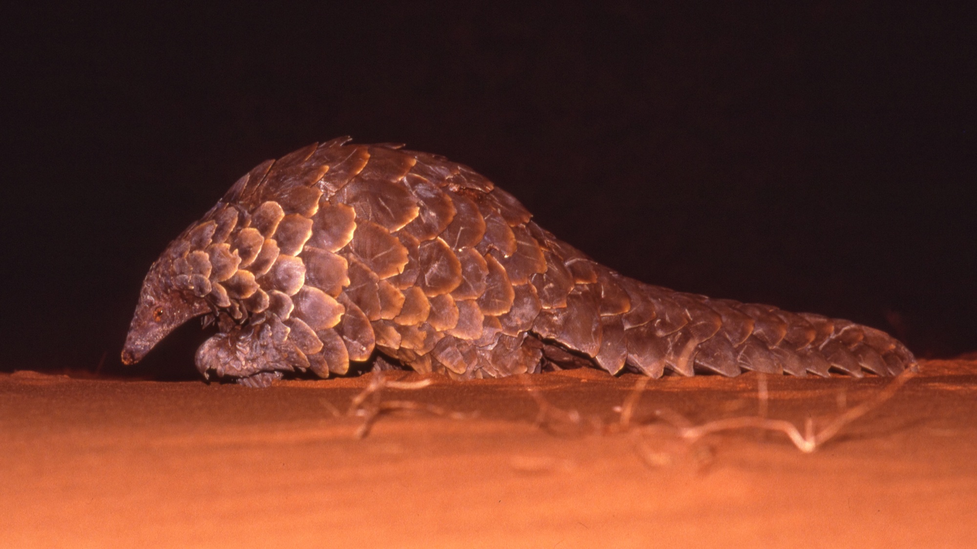 Ground Pangolin at Night